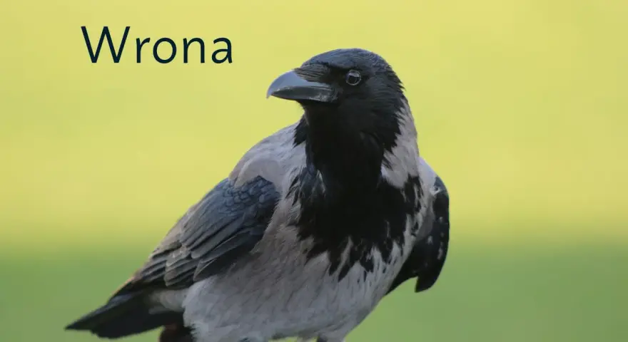 Wrona ptak z szarym i czarnym upierzeniem, z tekstem "Wrona" na tle zieleni.