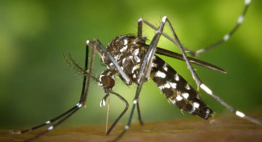 Un mosquito tigre, con sus distintivas rayas blancas y negras, se prepara para picar. ¿Cuánto viven los mosquitos tigre? Su ciclo de vida es corto, pero su impacto puede ser grande.