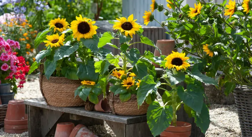 Mehrere sonnenblumen im topf blühen auf einer Holzbank, umgeben von anderen bunten Blumen und Terrakotta-Töpfen.