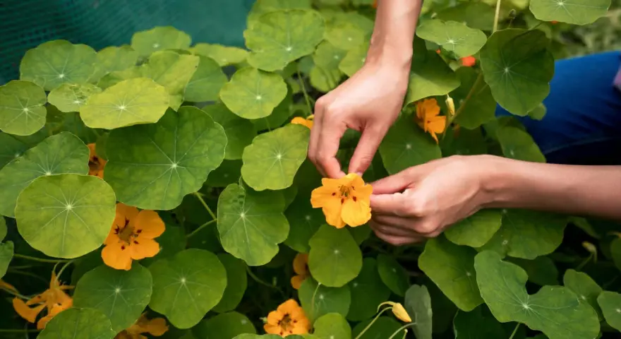 Hände pflücken eine leuchtend gelbe Kapuzinerkresseblüte inmitten üppiger grüner Blätter. Der ideale kapuzinerkresse standort ist sonnig.