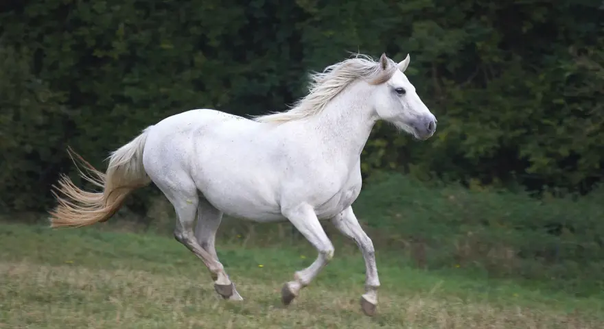Un magnifique cheval blanc, symbole d'un élevage Connemara, galope dans un pré verdoyant, sa crinière au vent.