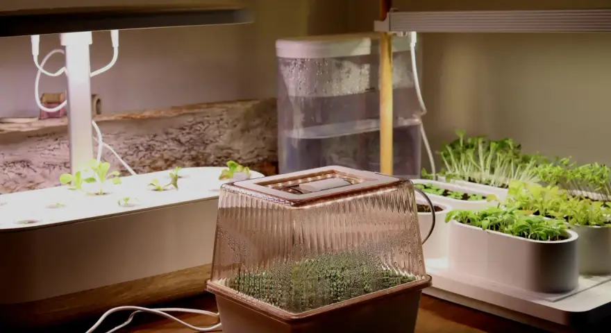 Odla stevia och andra örter i ett inomhusodlingssystem med LED-lampor. Små plantor växer i flera behållare under ljuset.