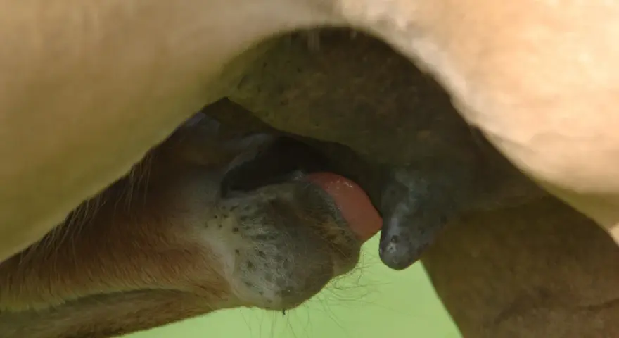 Un poulain tète le colostrum jument, un liquide vital pour son développement.