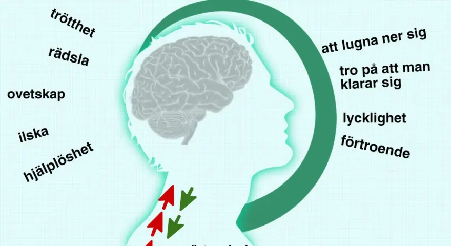 Diagram visar hur hjärnan tolkar smärtsignaler, påverkad av känslor som rädsla och ilska, vilket kan leda till problem med benhinnor.
