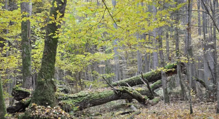 Rezerwat przyrody Białowieża: Odkryj jego unikalne skarby natury