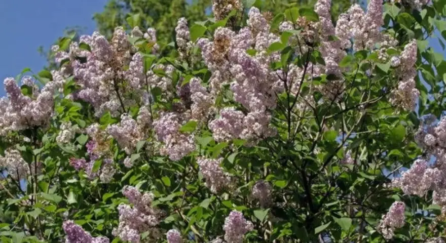En frodig syrenbuske med lila blommor som väntar på att planteras.