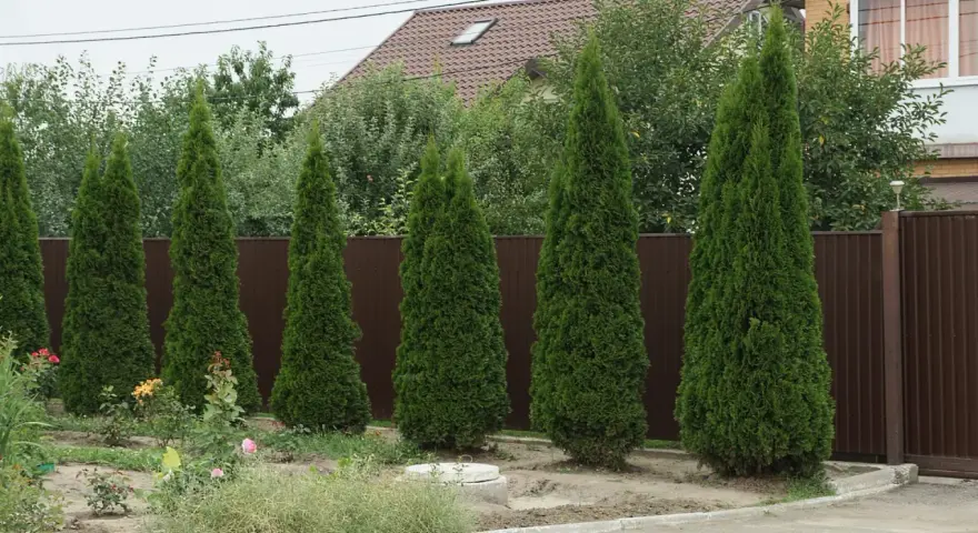 Rząd zielonych tui przy brązowym płocie. Wycięcie tui bez zezwolenia może skutkować karą.