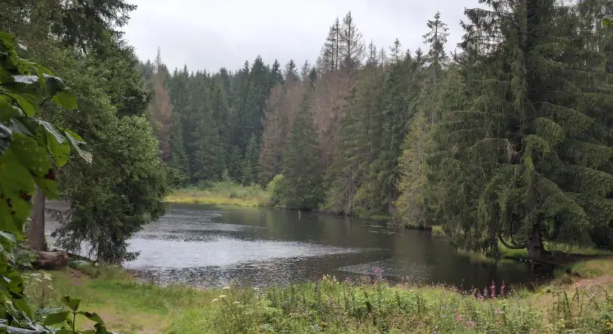 Der Ochsenbacher Teich, umgeben von dichten Nadelwäldern und üppiger Vegetation, lädt zur stillen Einkehr ein.