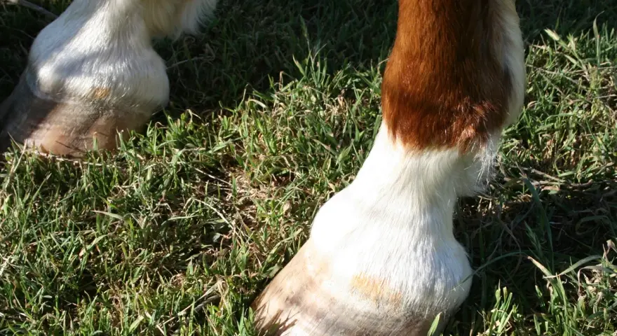 Pieds de cheval dans l'herbe. Un boulet semble gonflé, un symptôme possible d'entorse.