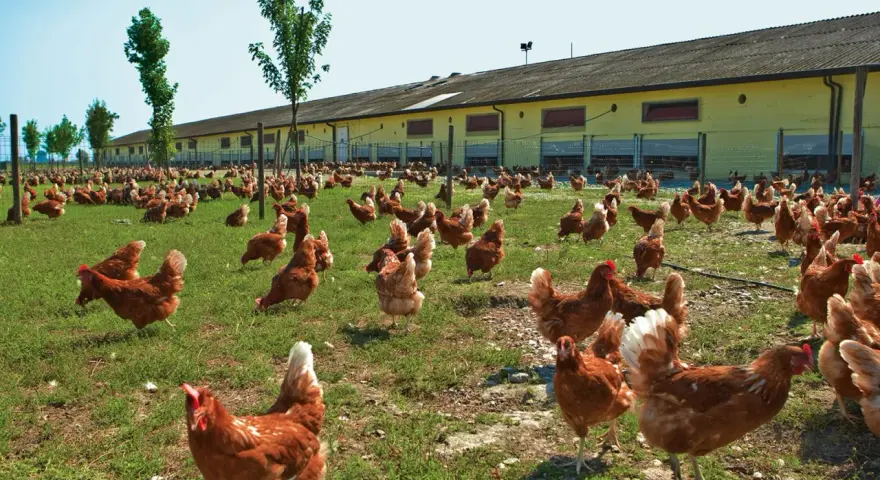 Un grande gruppo di galline allevate all'aperto razzola sull'erba verde davanti a un lungo edificio giallo.