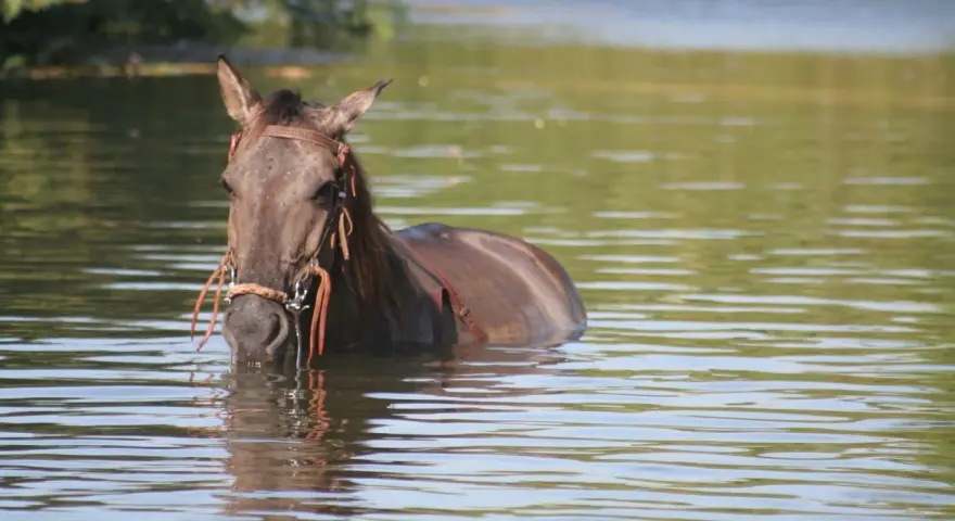 Un cheval brun, la tête hors de l'eau, se rafraîchit dans un lac. La **transpiration cheval** est évidente sur son pelage mouillé.