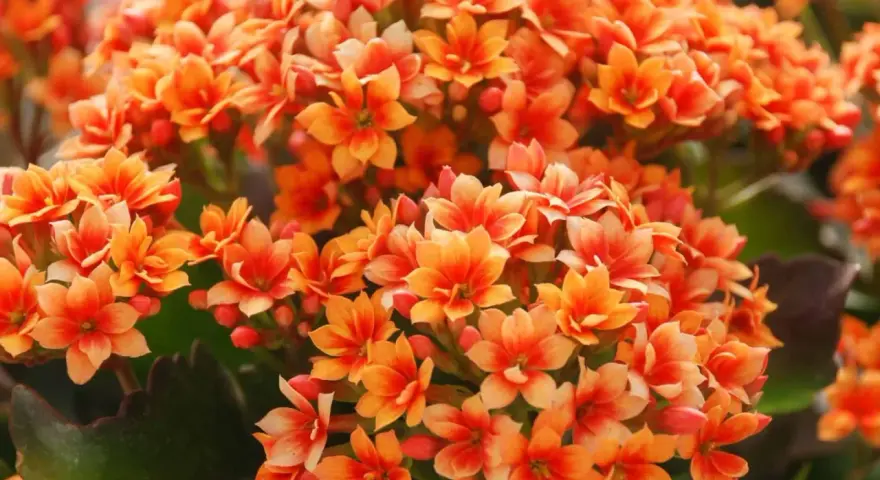 Un racimo vibrante de flores naranjas de kalanchoe planta, con pétalos delicados y hojas verdes oscuras.