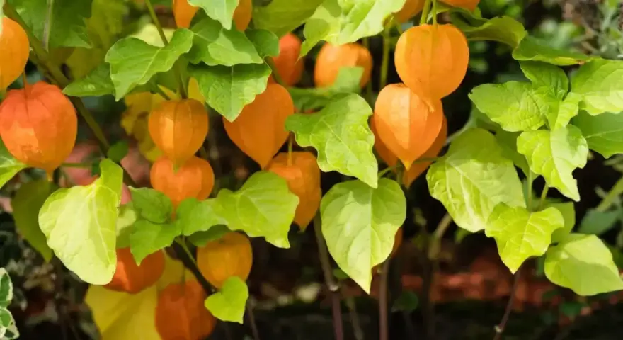 Pomarańczowe lampiony miechunki peruwiańskiej wśród zielonych liści.