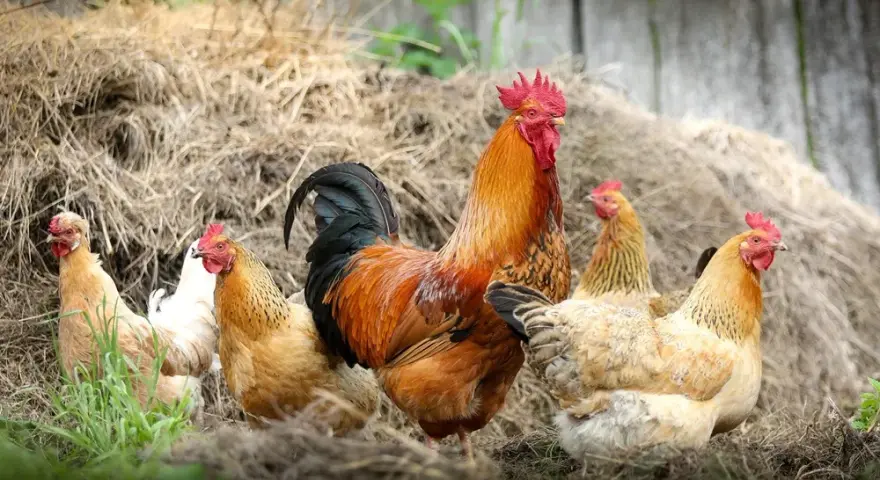 Jak rozmnażają się brojlery? Fakty, które mogą Cię zaskoczyć