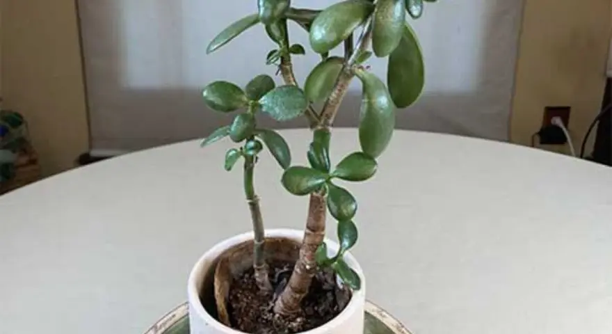 Una planta de jade con hojas carnosas y verdes, en una maceta blanca sobre una mesa.