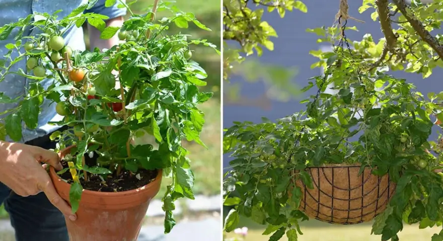 Tomatplantor i kruka och ampel. Perfekt för att odla egna tomater, även om temperaturen varierar.