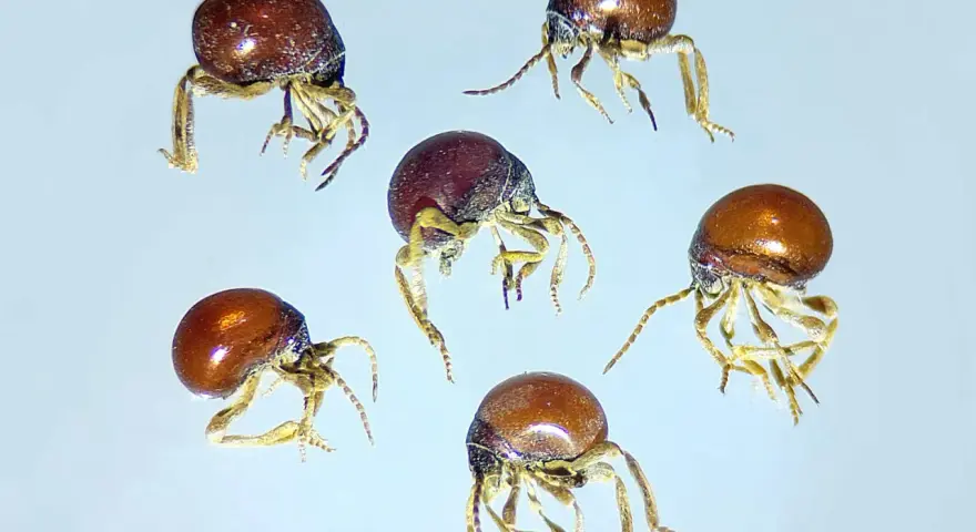 Cinco pequeños escarabajo araña, con cuerpos redondos y brillantes, se mueven sobre un fondo claro.