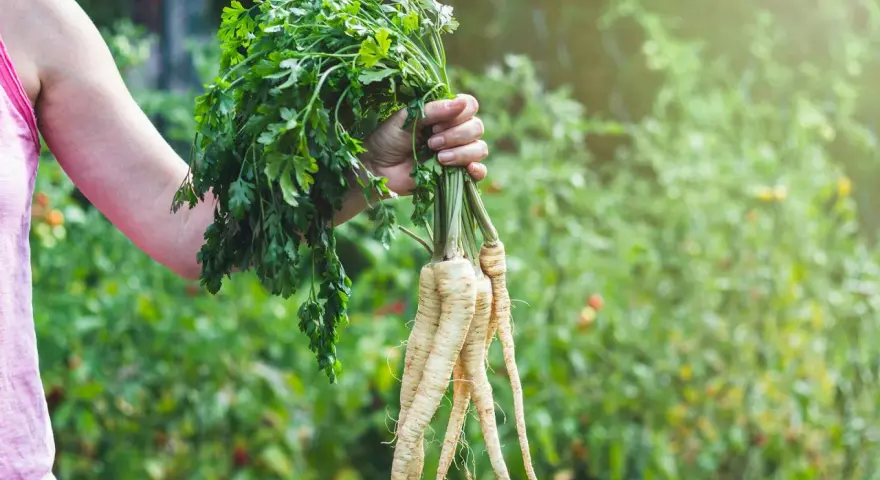 En hand håller en bunt färsk palsternacka med gröna blad, perfekt för ett gott palsternacka recept.