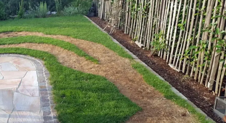 Braune Flecken im Rasen deuten auf zu viel Stickstoff hin. Der Rasen ist ungleichmäßig grün und braun, mit einem Steinweg daneben.