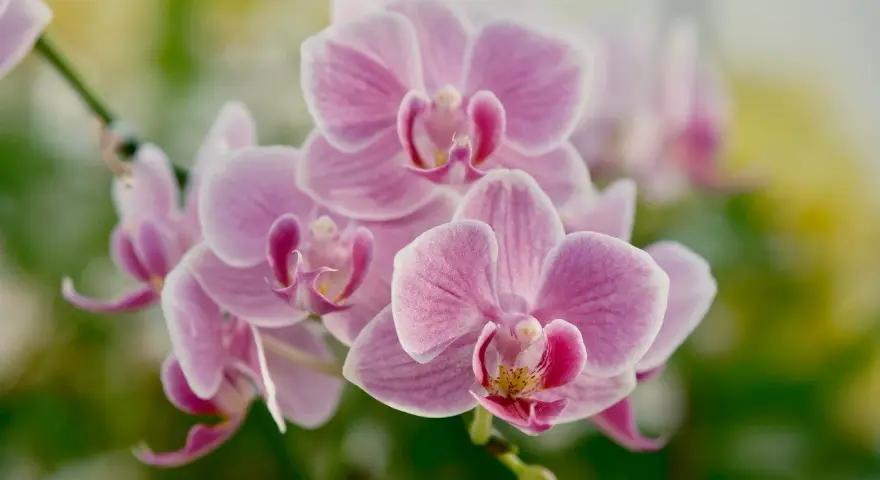 Delikatny, różowy orchidea kwiat w pełnym rozkwicie, otoczony zielenią.