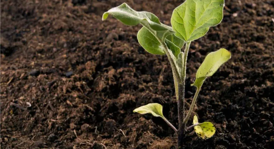 Giovane piantina di melanzana che spunta dal terreno fertile. Inizia il periodo melanzane, promessa di futuri frutti.