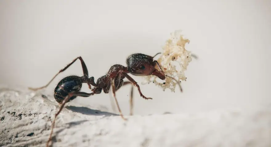Una hormiga carga un trozo de hoja seca, como si fuera un tesoro. Las hormigas son trabajadoras incansables.