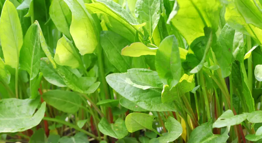 Foglie verdi e lucide di acetosa selvatica, con steli rossastri che emergono dal terreno.