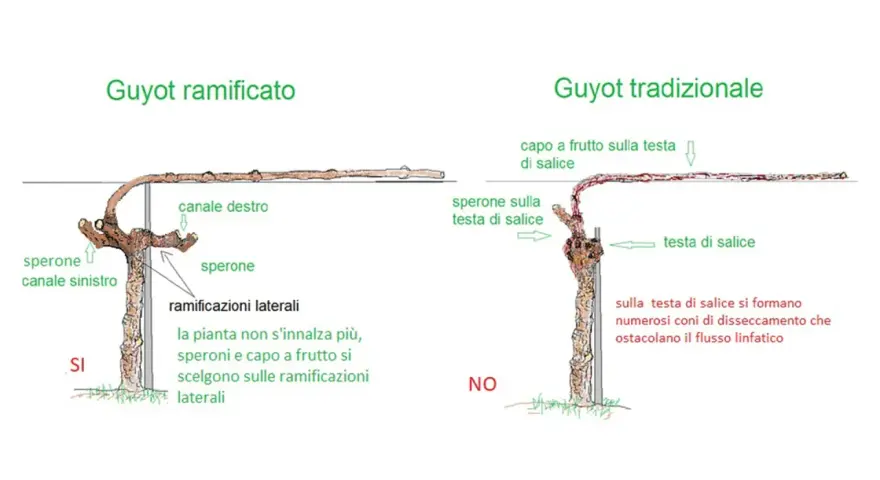 Confronto tra potatura Guyot ramificato e tradizionale. Il primo favorisce la crescita su speroni e ramificazioni laterali.