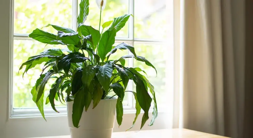 Planta de interior con flor blanca junto a una ventana, ideal para dar vida a las plantas para oficina.