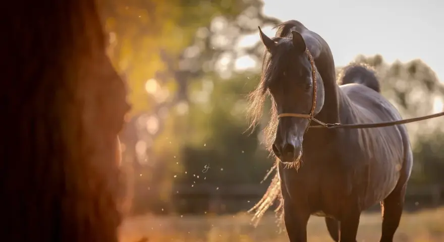 Un magnifique cheval pur sang arabe, au pelage sombre, se tient dans un champ doré baigné de soleil.