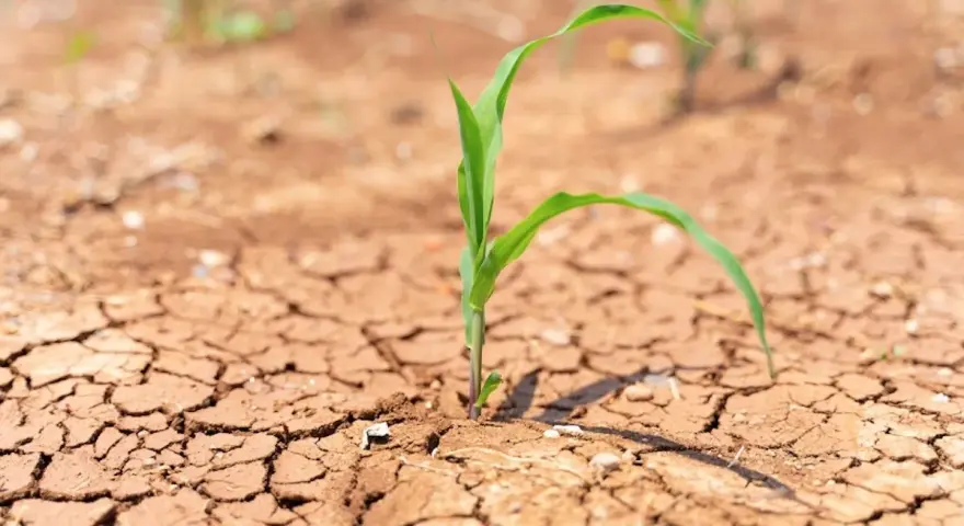 Piantina di mais su terreno arido e screpolato, simbolo della lotta per la sopravvivenza in agricoltura.