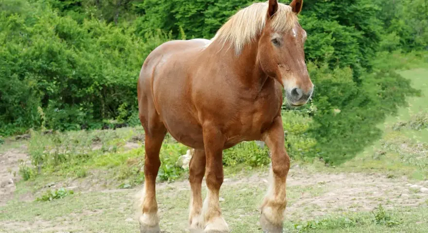 Un majestueux cheval comtois, robe alezane, crinière blonde, se promène dans un pré verdoyant.