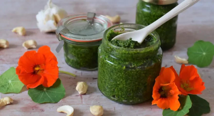Frisches Kapuzinerkresse Pesto in Gläsern, umgeben von Kapuzinerkresseblüten, Cashewkernen und Knoblauch.
