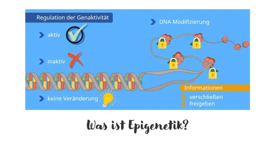 Die Epigenetik erklärt, wie DNA-Modifikationen die Genaktivität regulieren. Schlösser symbolisieren das Verschließen oder Freigeben von Informationen.