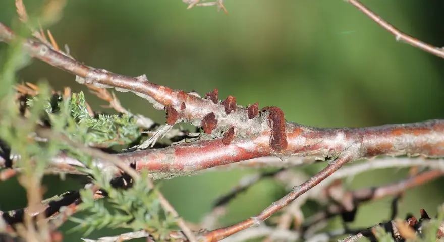 Na gałęzi jałowca widoczne są skupiska rdzy jałowca, przypominające małe, brązowe narośla.