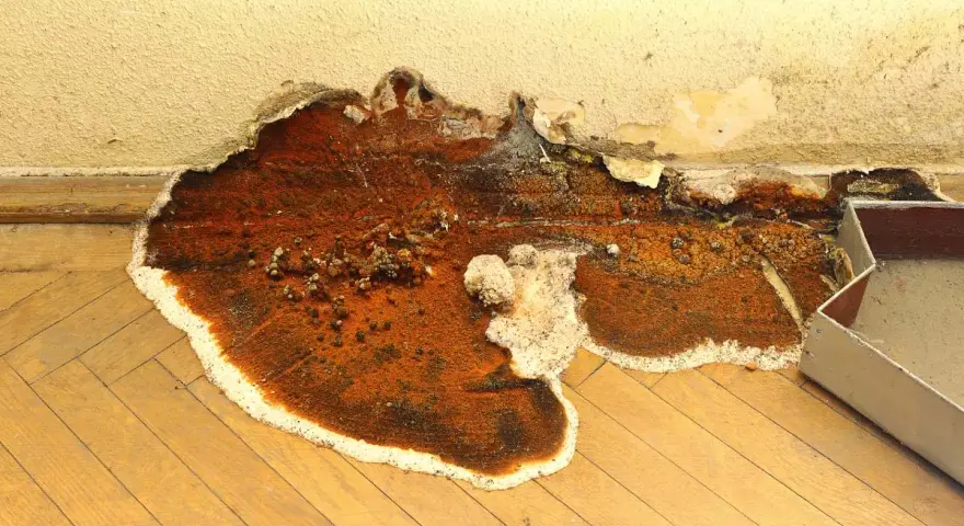 Gros plan sur une mérule, un vice caché dévastateur, qui ronge le parquet et le mur. La moisissure orange et blanche s'étend, signe d'une humidité persistante.
