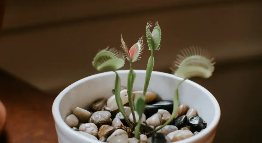 Planta carnívora en maceta blanca con piedras. Sus trampas rojas y verdes listas para cazar. Cuidados básicos para tu planta carnívora.