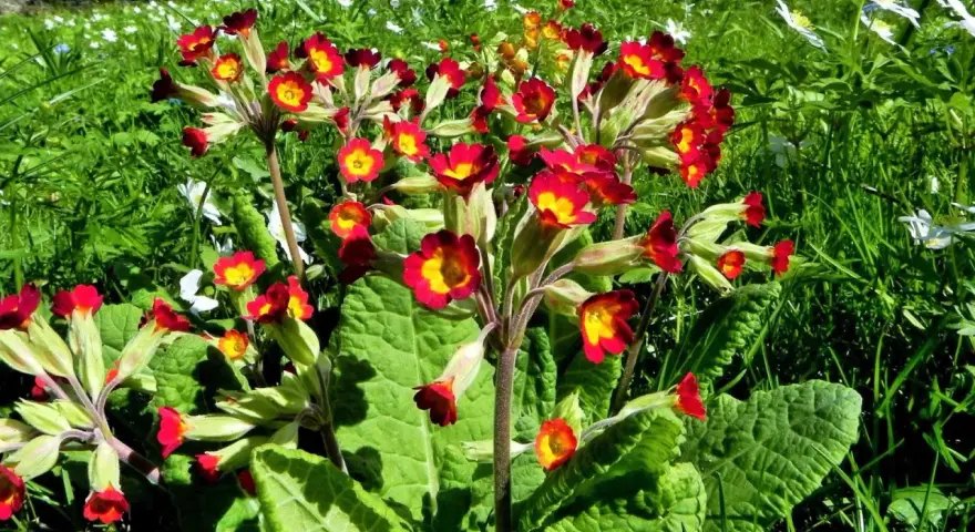 En klunga röda och gula primula utomhus i en grönskande äng, med små vita blommor i bakgrunden.