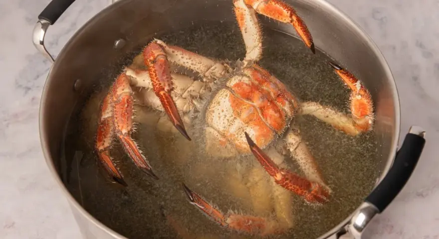 Buey de mar cocinándose en una olla grande con agua hirviendo.