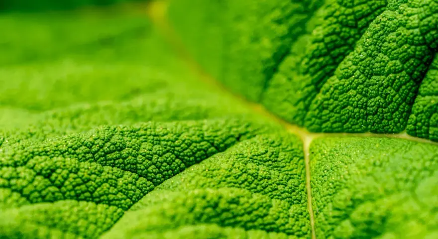 Photo macro d'une feuille verte aux textures riches. Les nervures et les minuscules bosses créent un paysage miniature fascinant.