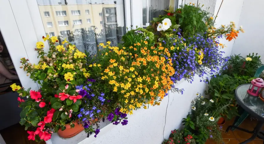 Kolorowe kwiaty na balkonie w kwietniu: żółte, pomarańczowe, czerwone i niebieskie. Idealne jakie kwiaty na balkon w kwietniu.