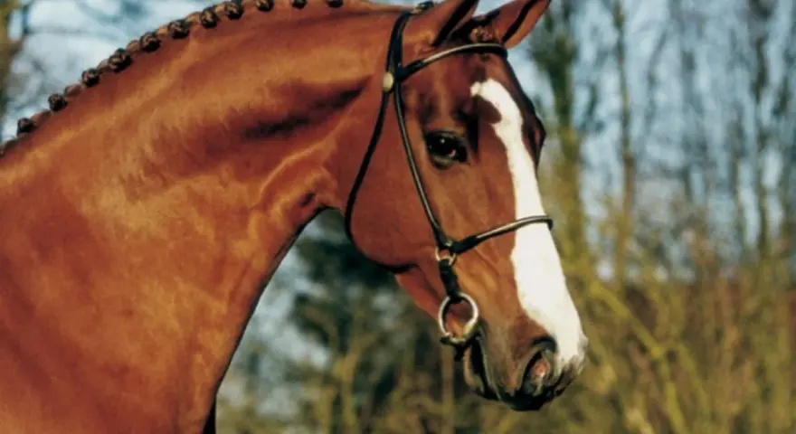 Le magnifique tangelo van de zuuthoeve, un cheval bai avec une crinière tressée, porte une bride élégante.