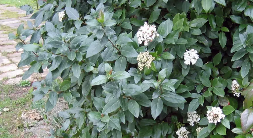 Un arbuste dense aux feuilles vertes foncées, parsemé de grappes de petites fleurs blanches. Un parfum subtil de laurier et de thym flotte dans l'air.