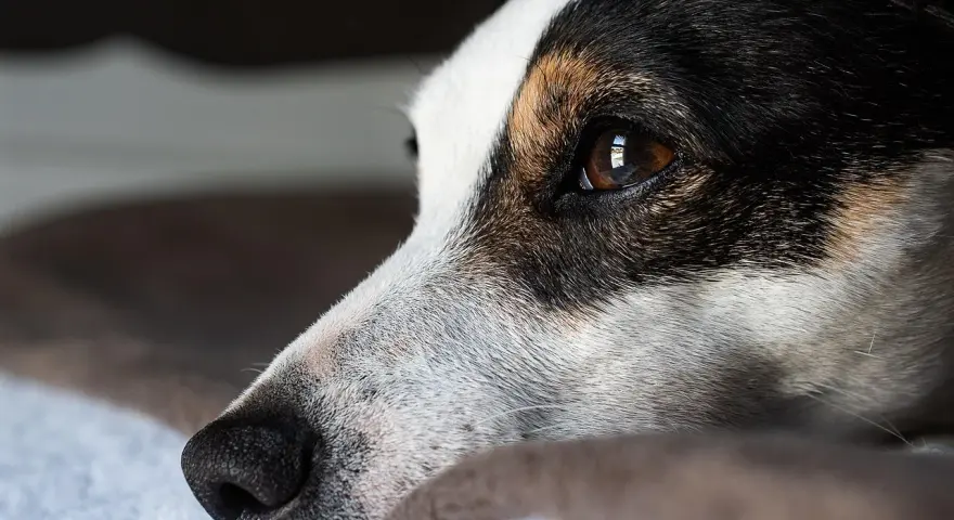 Smutny jack russell długowłosy leży, patrząc w dal.