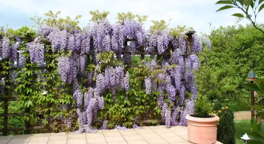 Obficie kwitnąca wisteria w donicy tworzy fioletowy wodospad na drewnianej pergoli.