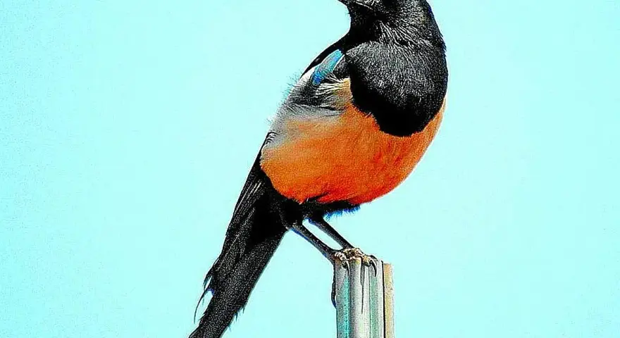 Pájaro urraca de plumaje negro y naranja brillante, posado sobre un poste contra un cielo azul claro.