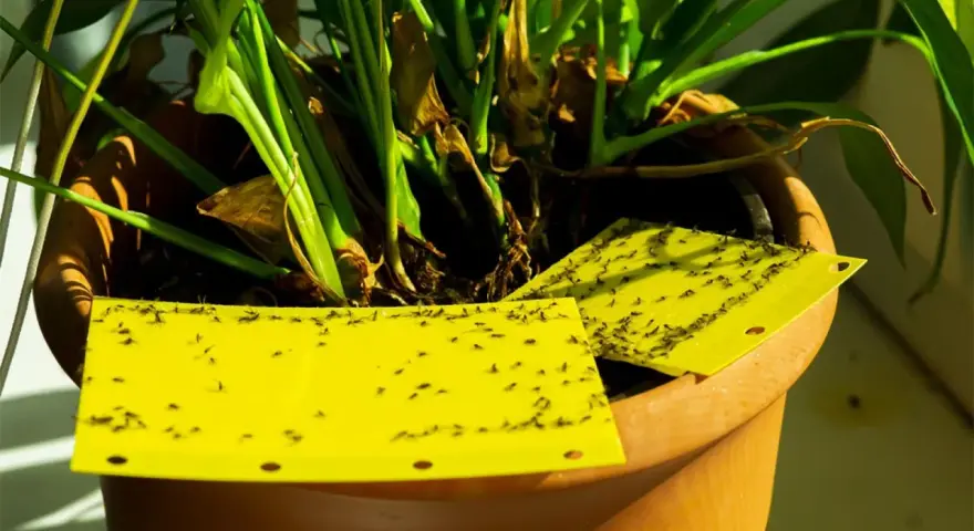 Trampas amarillas pegajosas cubiertas de moscas del sustrato, colocadas en una maceta con plantas.