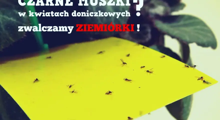 Żółta pułapka na ziemiórki w doniczce, pełna czarnych muszek. Zwalczamy szkodniki w kwiatach!
