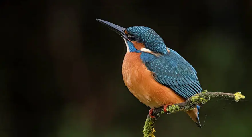 Un martin pescador pájaro, con plumaje azul y naranja, posa en una rama cubierta de musgo.