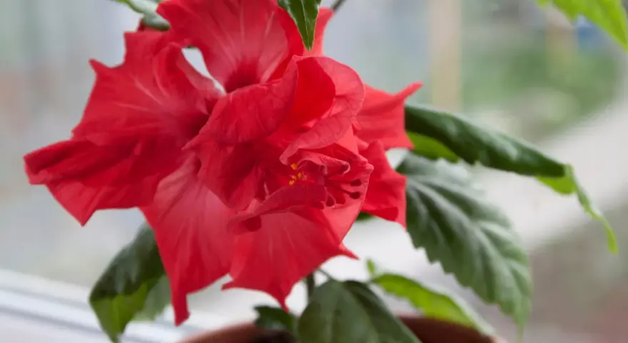 En vacker, röd hibiskus blomma med gröna blad i en kruka.